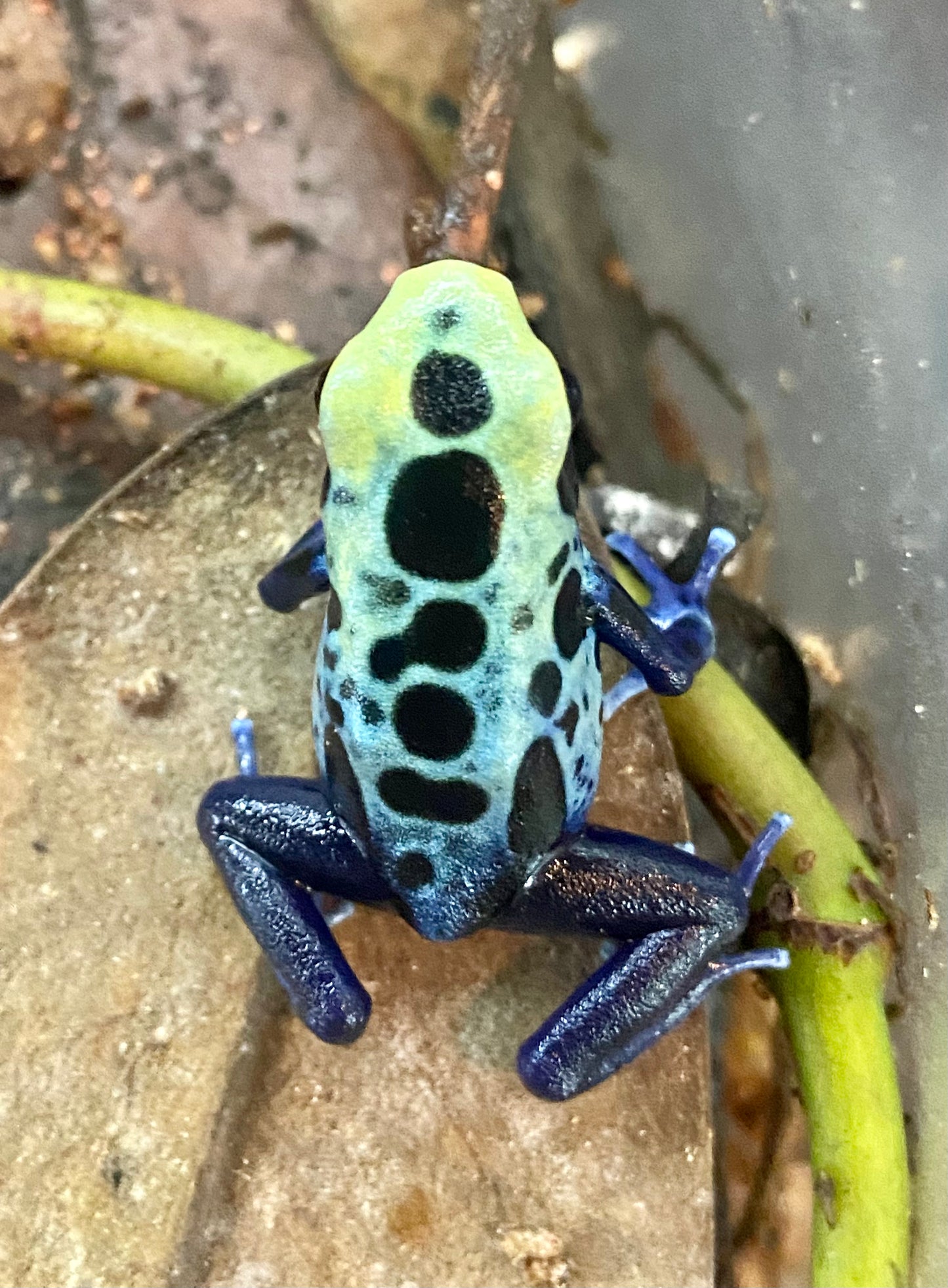 Dendrobates tinctorius “Robertus”