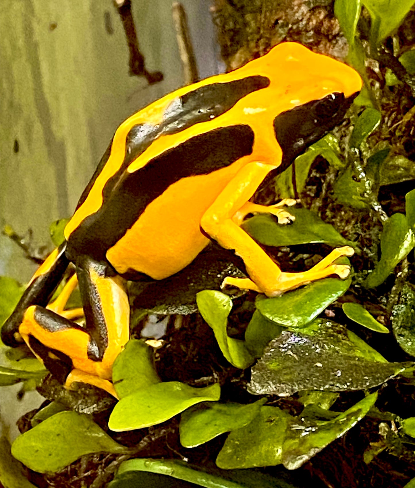 Dendrobates tinctorius "Giant Orange"
