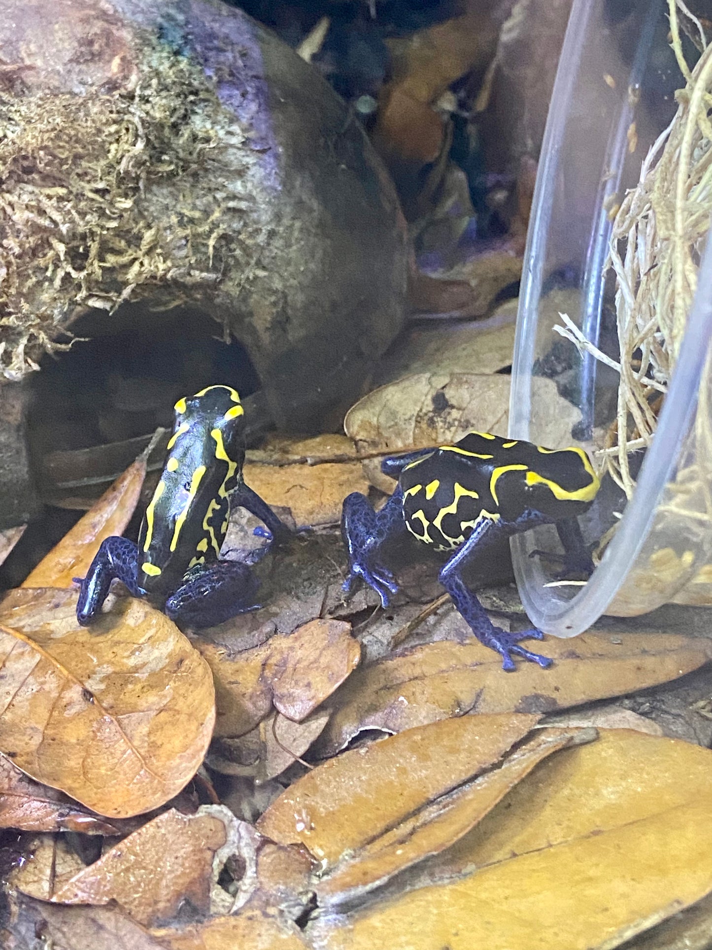 Dendrobates tinctorius "Bakhuis"