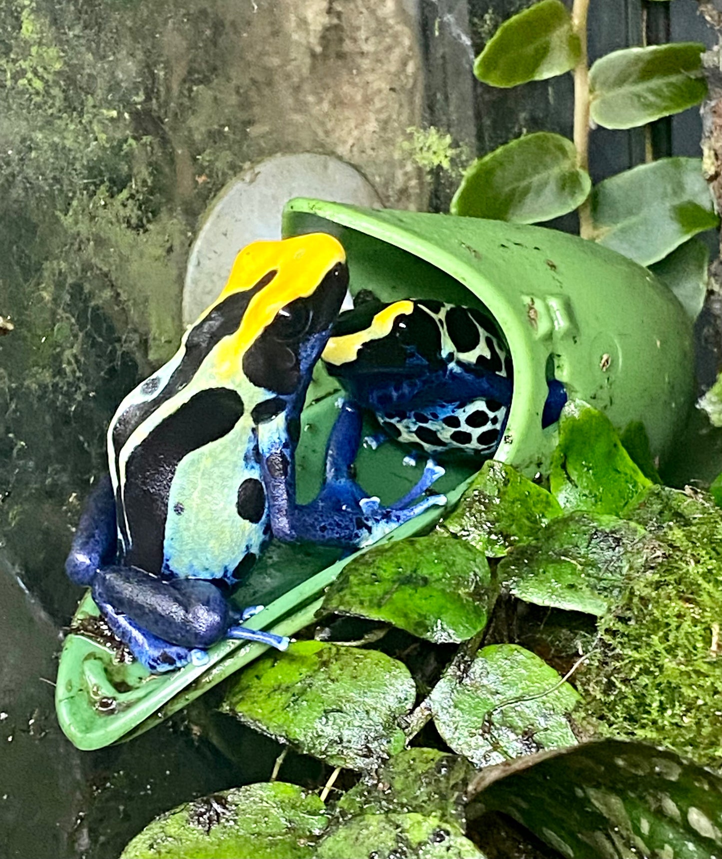 Dendrobates tinctorius “Robertus”