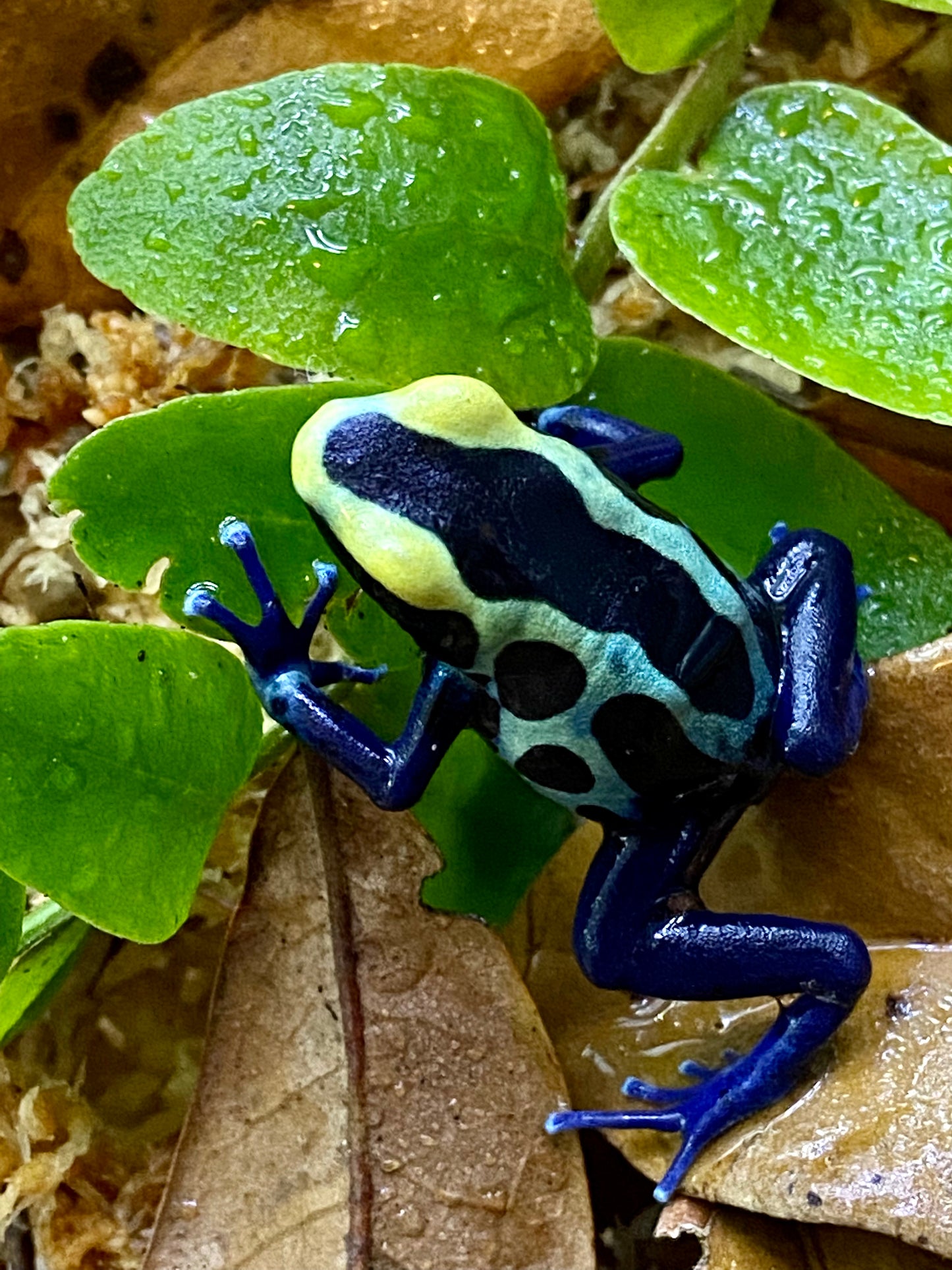 Dendrobates tinctorius “Robertus”