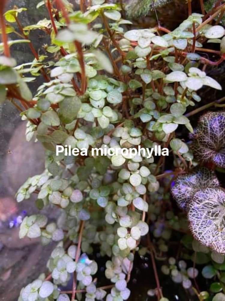 Plant Pack