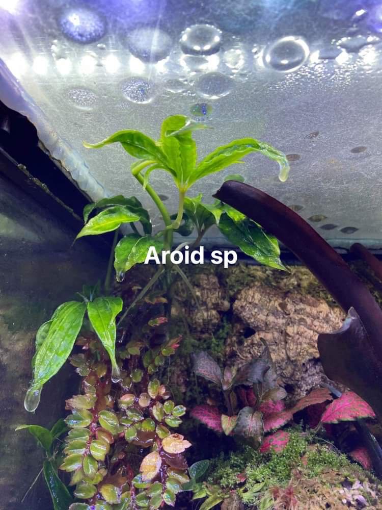 Plant Pack