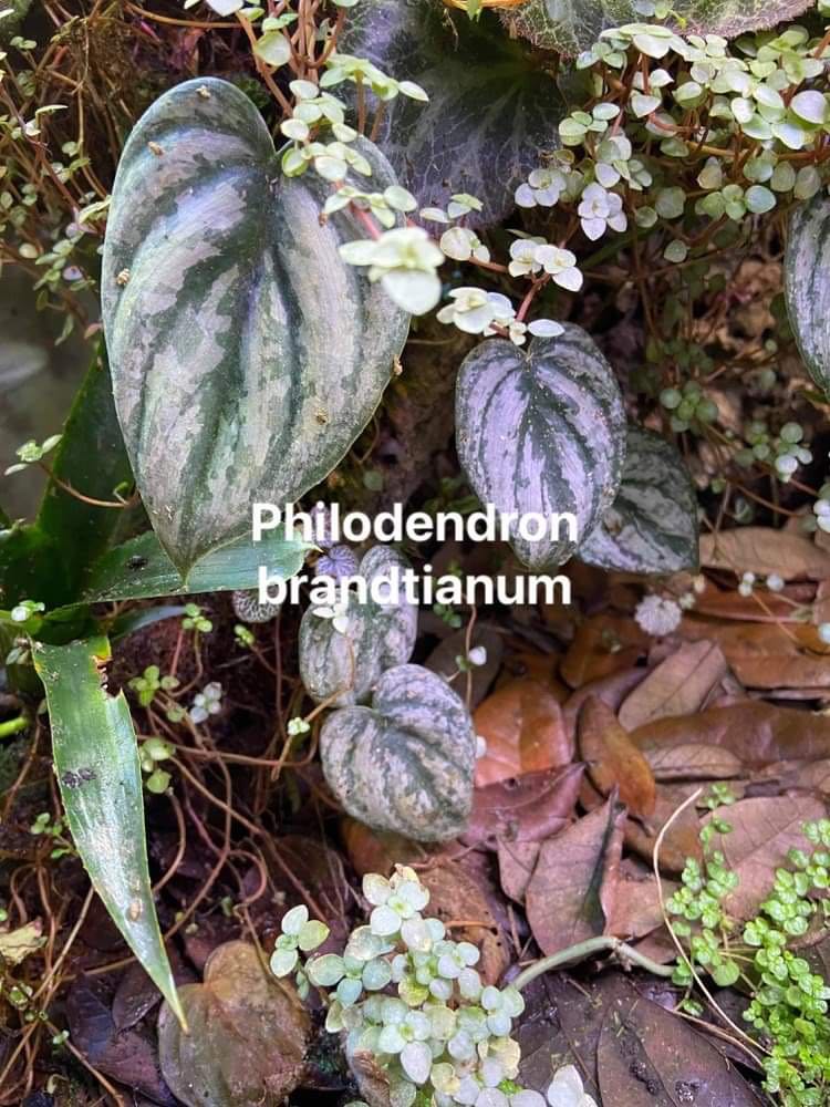 Plant Pack