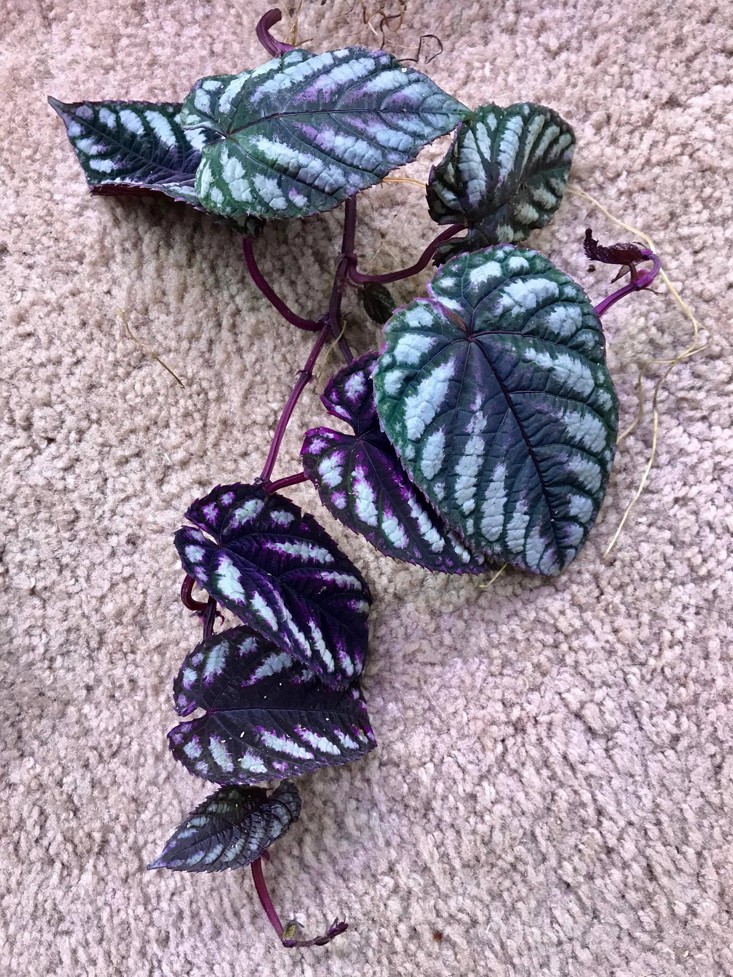 Plant Pack