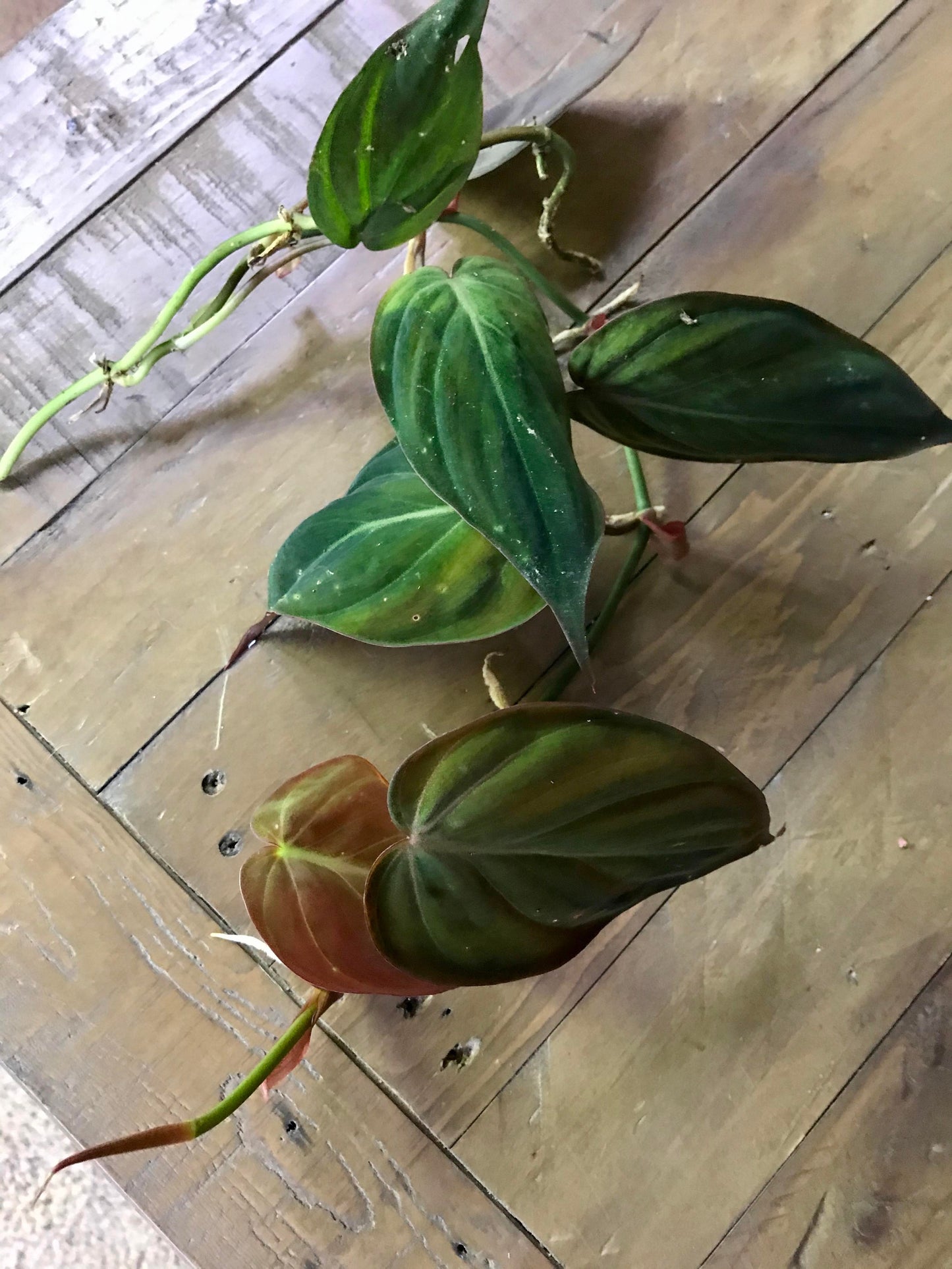 Plant Pack