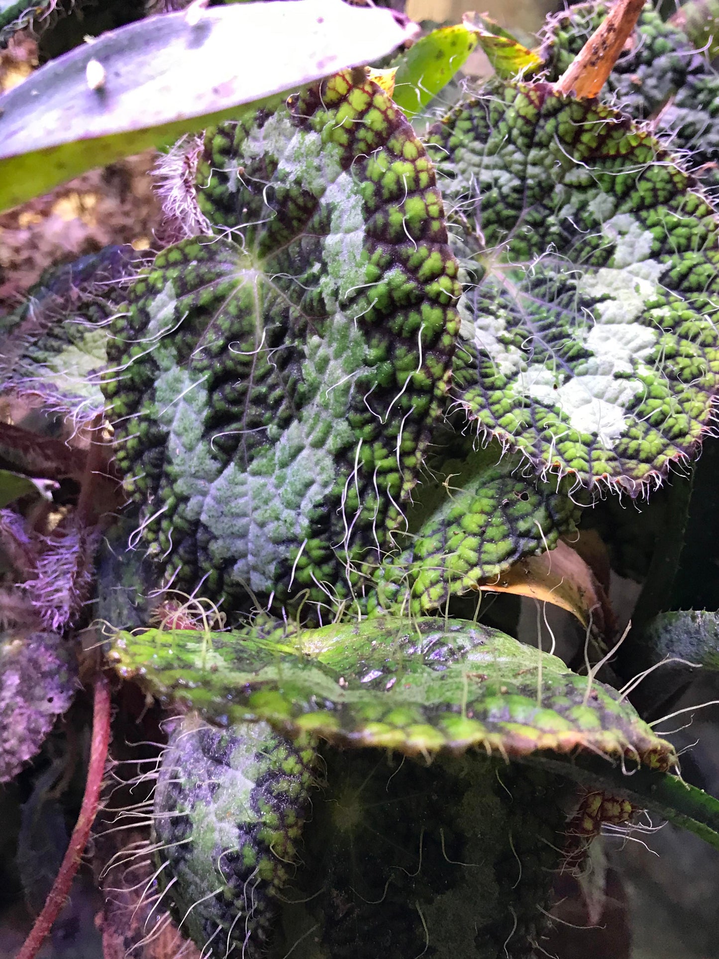 Plant Pack