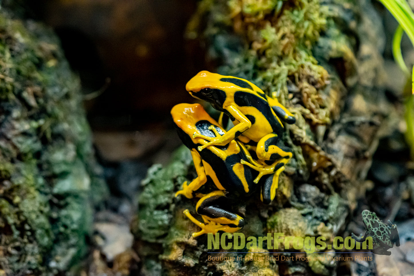 Dendrobates tinctorius "Giant Orange"