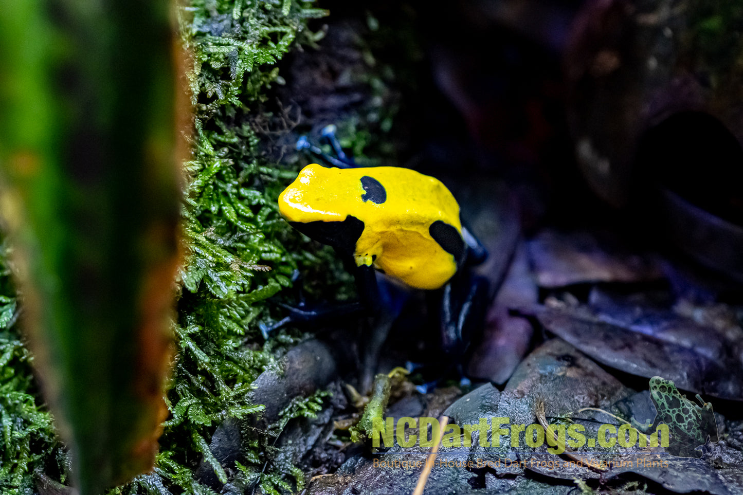 Dendrobates tinctorius "Citronella"