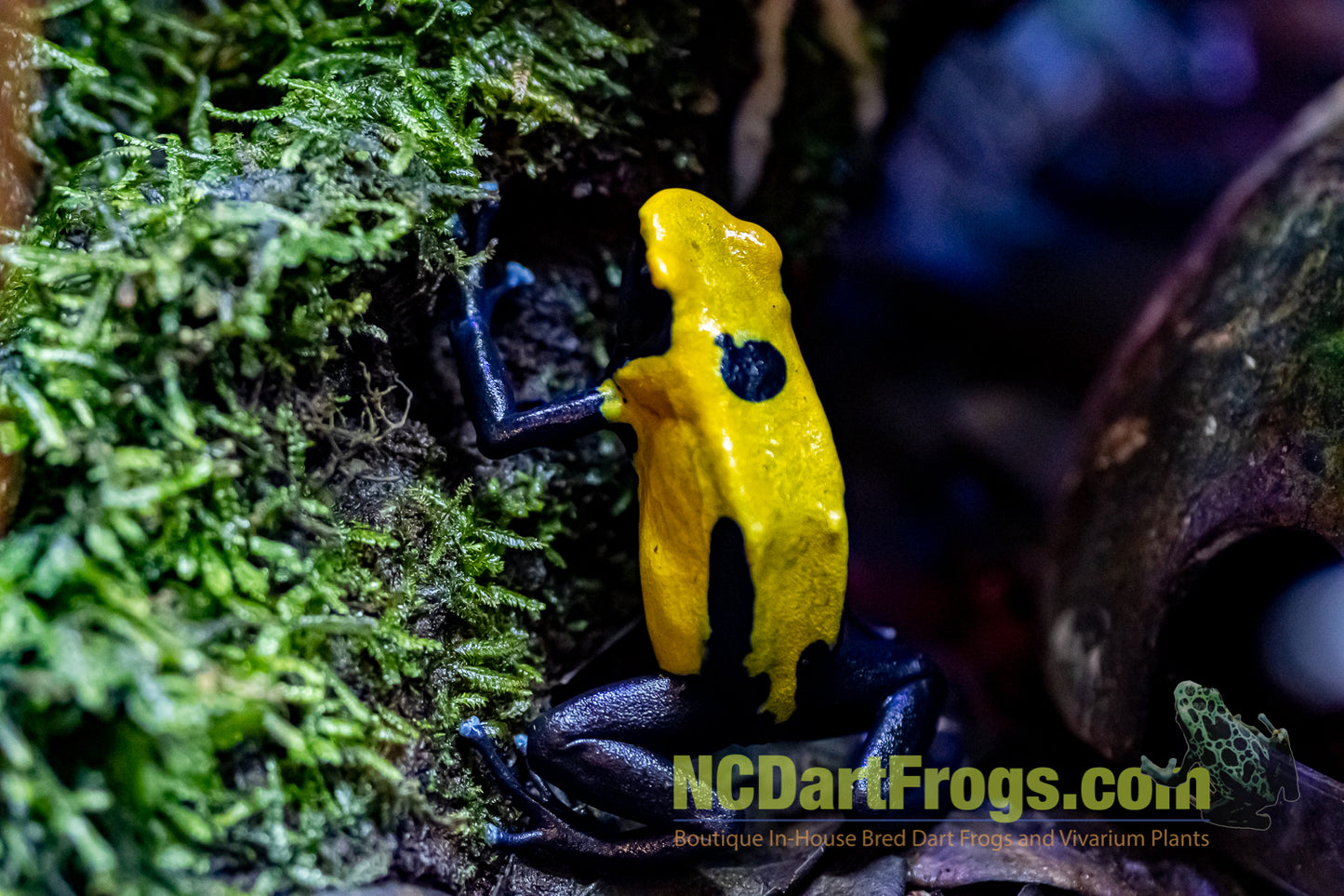 Dendrobates tinctorius "Citronella"