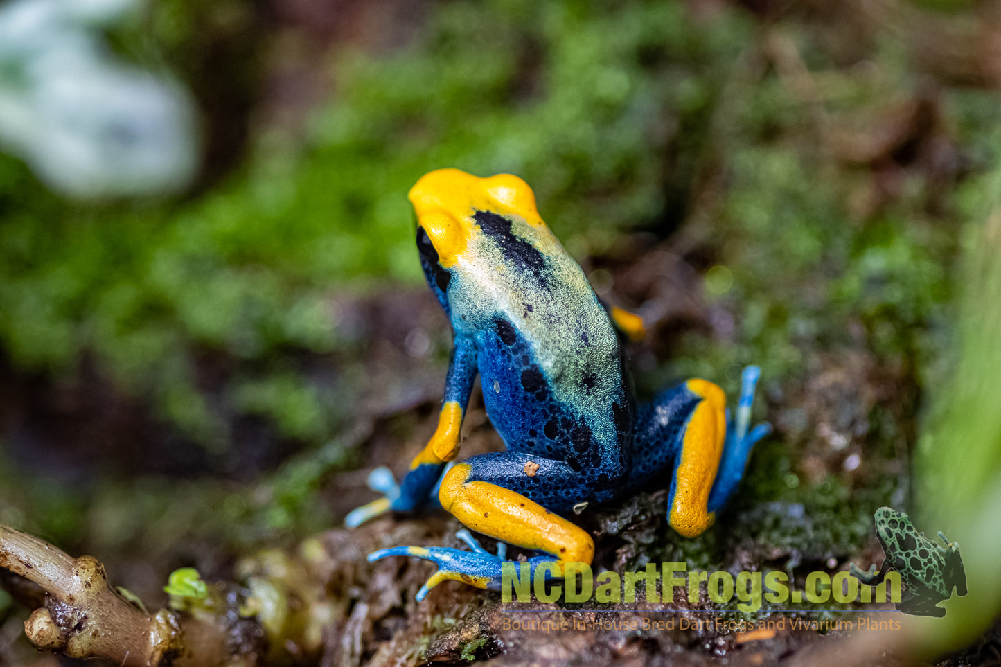 Dendrobates tinctorius “Peacock”