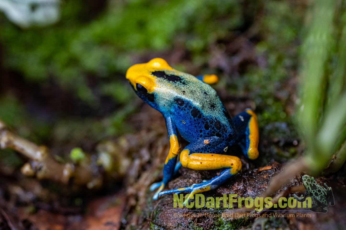 Dendrobates tinctorius “Peacock”