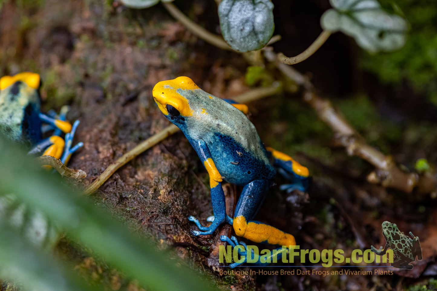 Dendrobates tinctorius “Peacock”