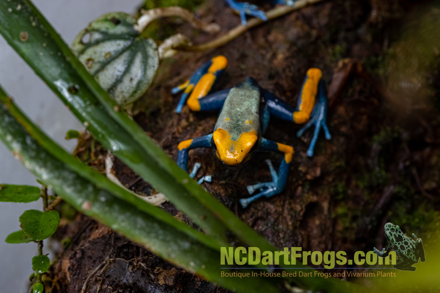 Dendrobates tinctorius “Peacock”