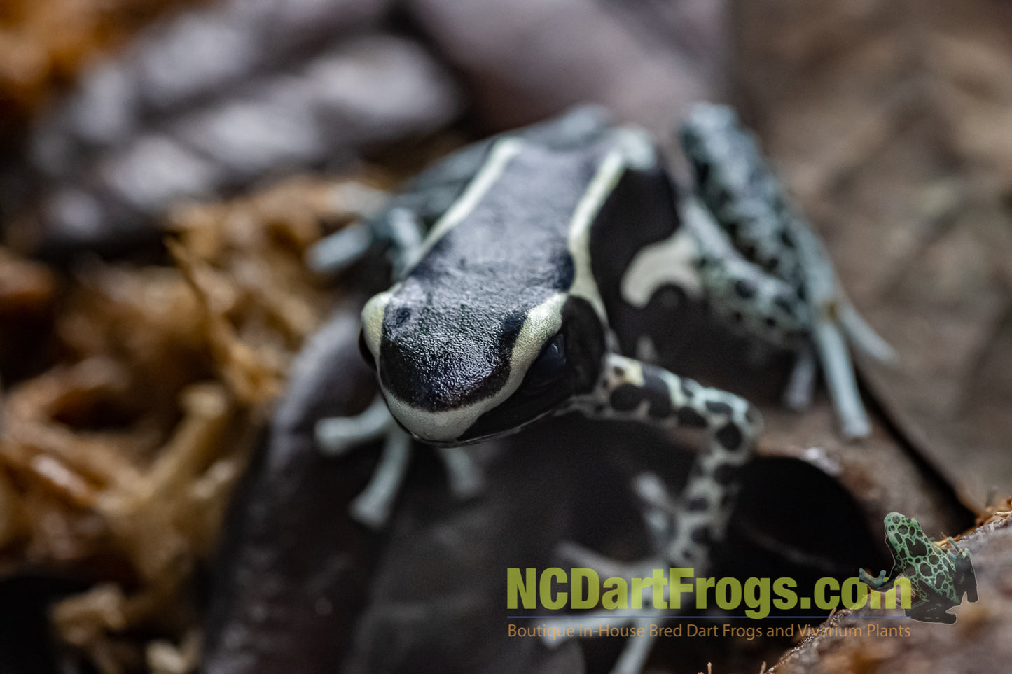 Dendrobates tinctorius “Vanessa”