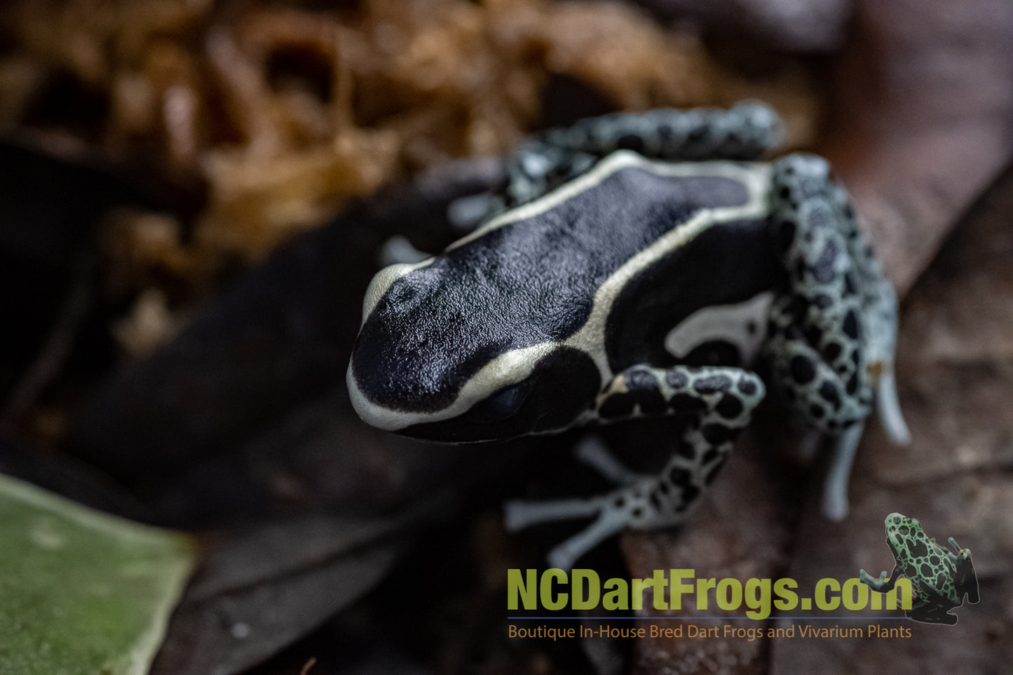 Dendrobates tinctorius “Vanessa”