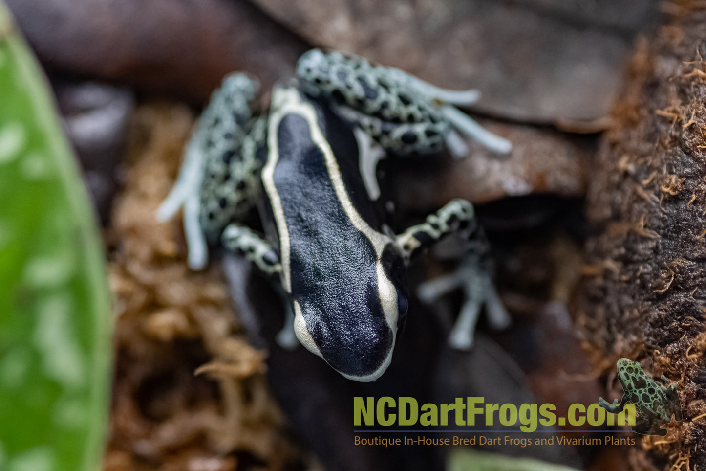Dendrobates tinctorius “Vanessa”