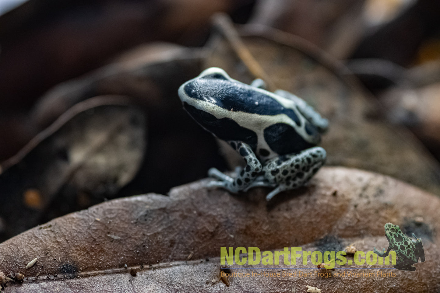 Dendrobates tinctorius “Vanessa”