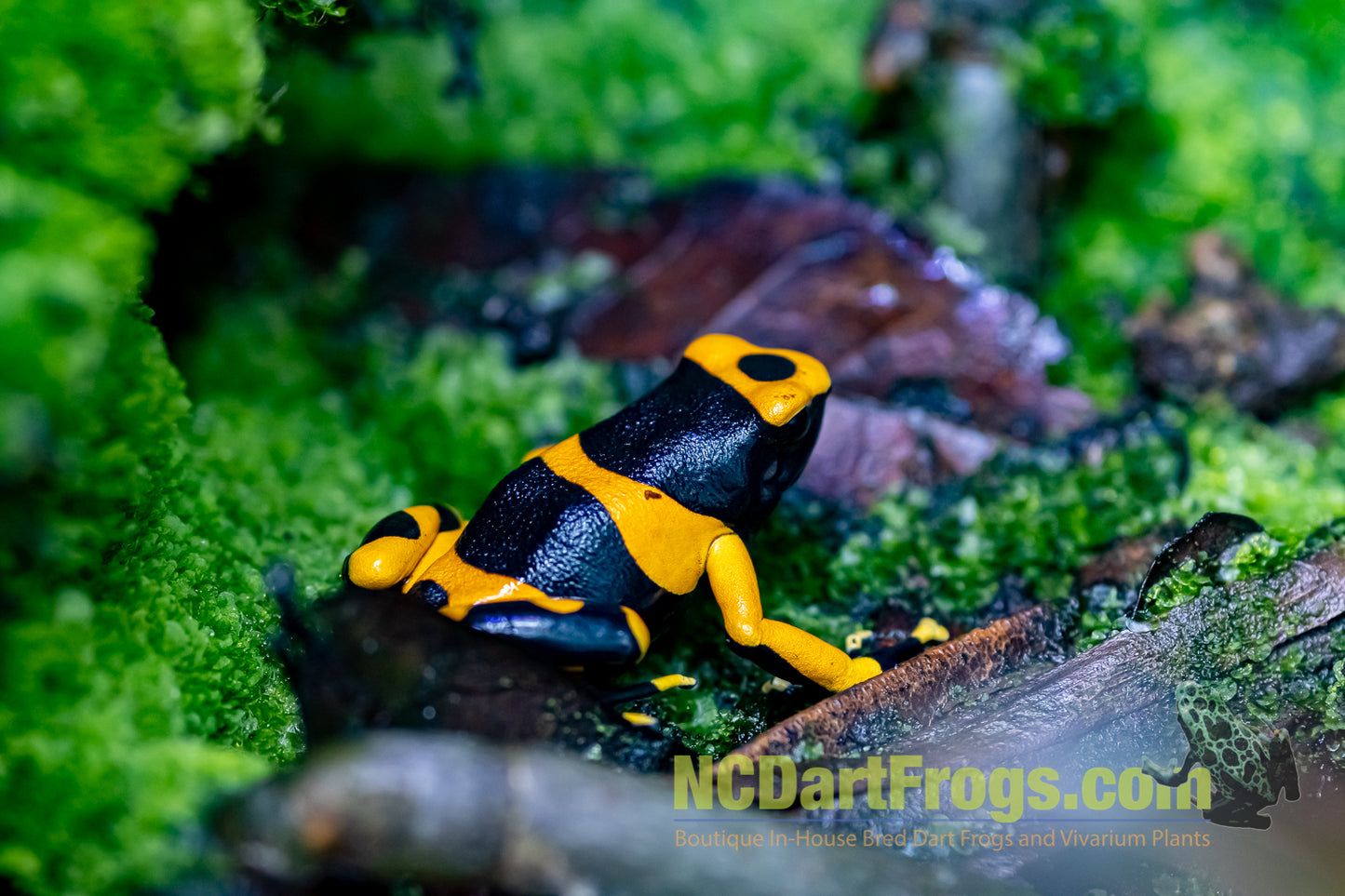 Dendrobates leucomelas “Banded”