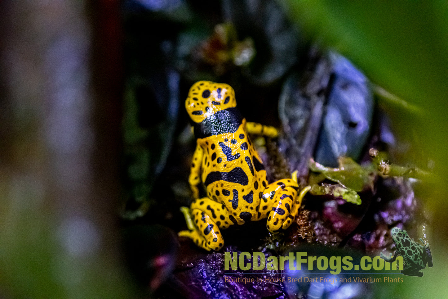Dendrobates leucomelas “Fine Spot”