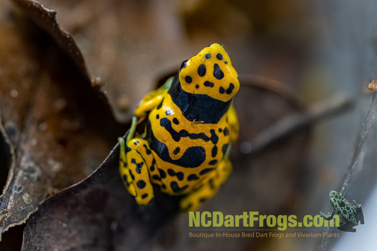 Dendrobates leucomelas “Fine Spot”