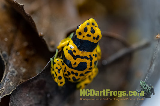 Dendrobates leucomelas “Fine Spot”