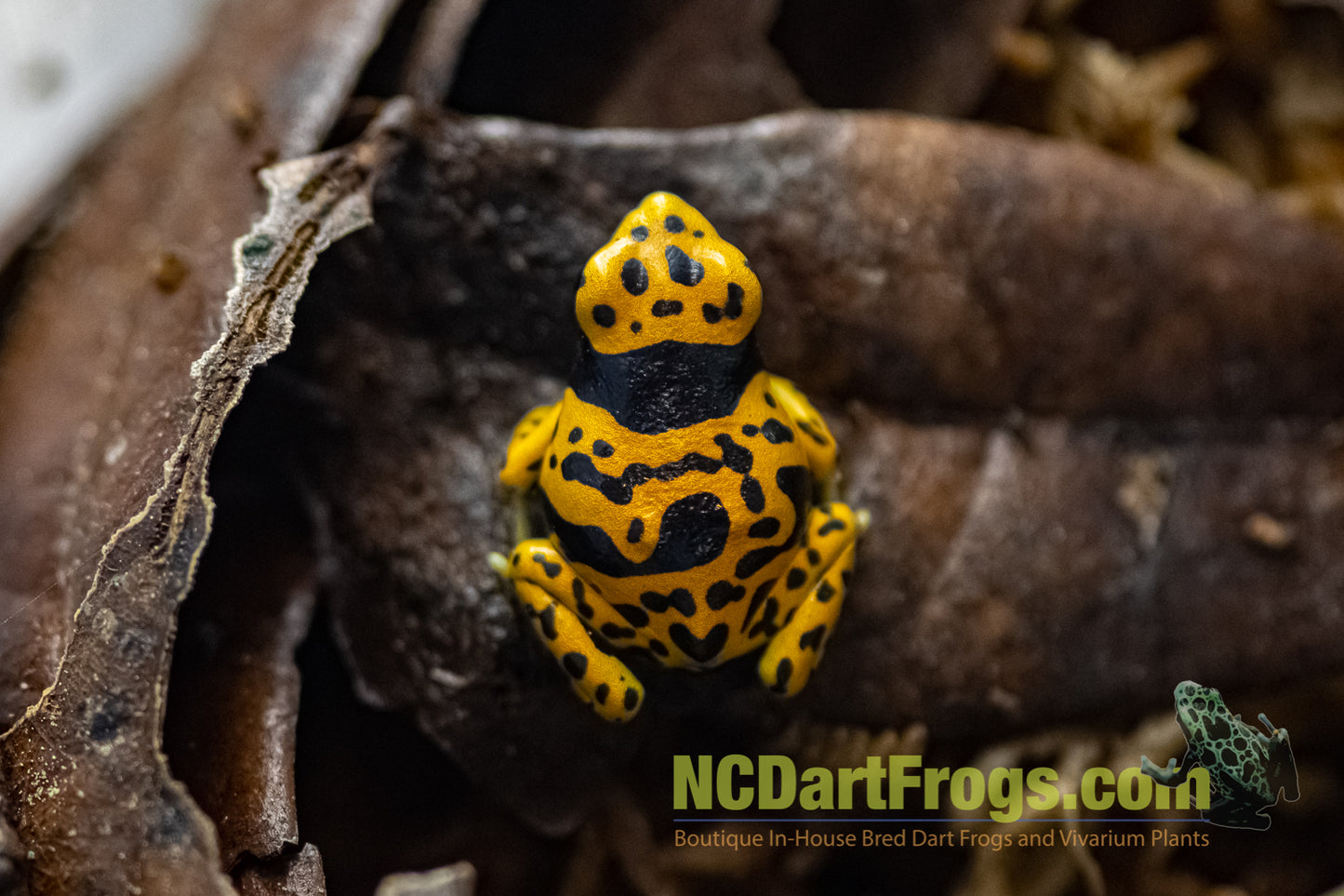 Dendrobates leucomelas “Fine Spot”