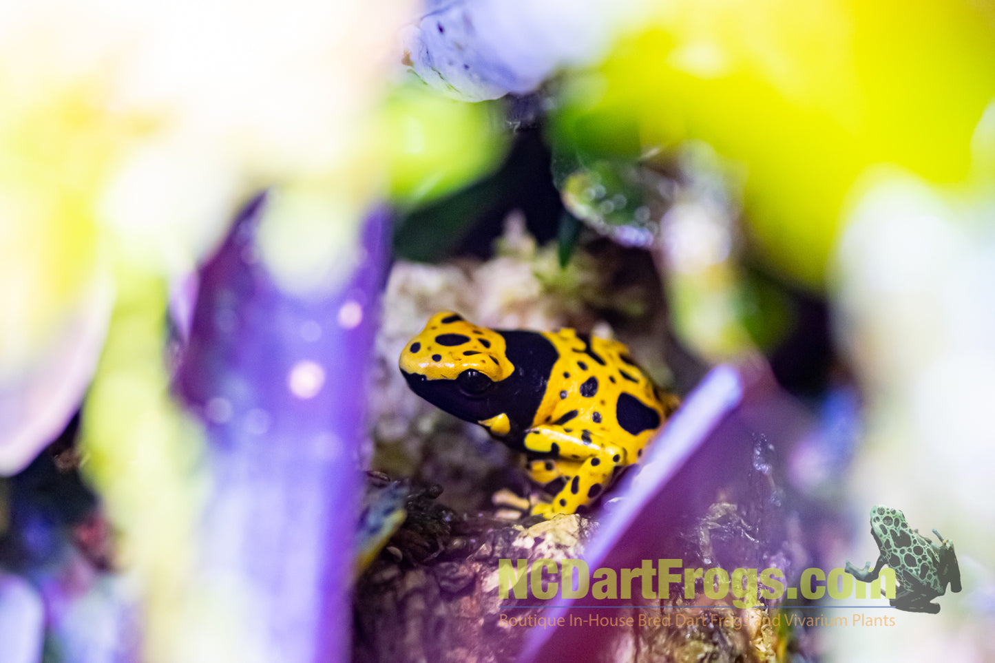 Dendrobates leucomelas “Fine Spot”