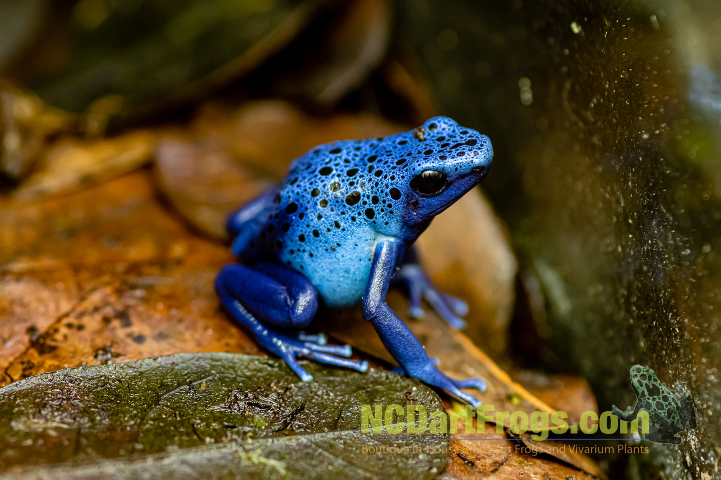 Dendrobates tinctorius "Azureus"