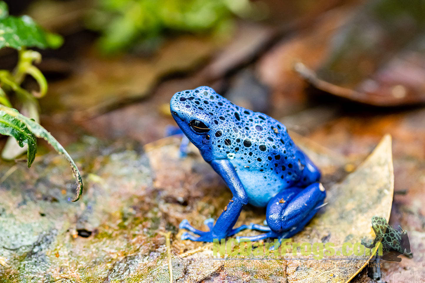 Dendrobates tinctorius "Azureus"