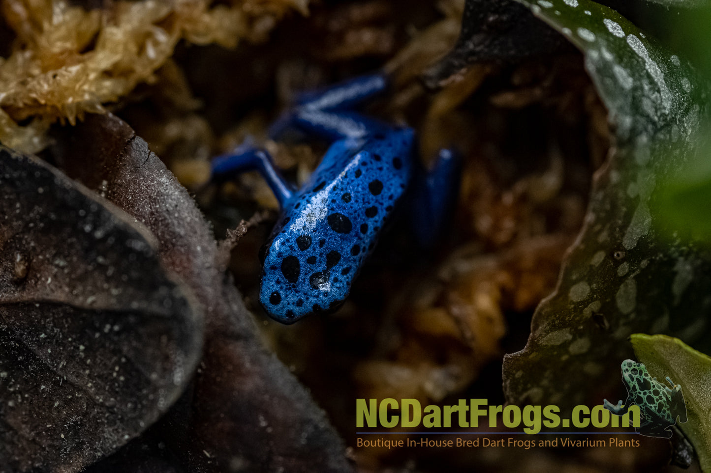 Dendrobates tinctorius "Azureus"
