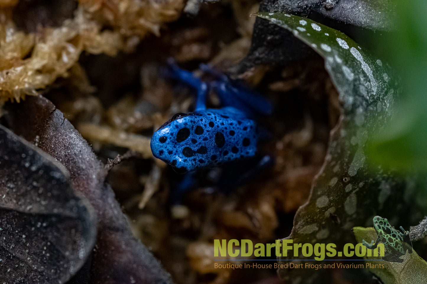 Dendrobates tinctorius "Azureus"