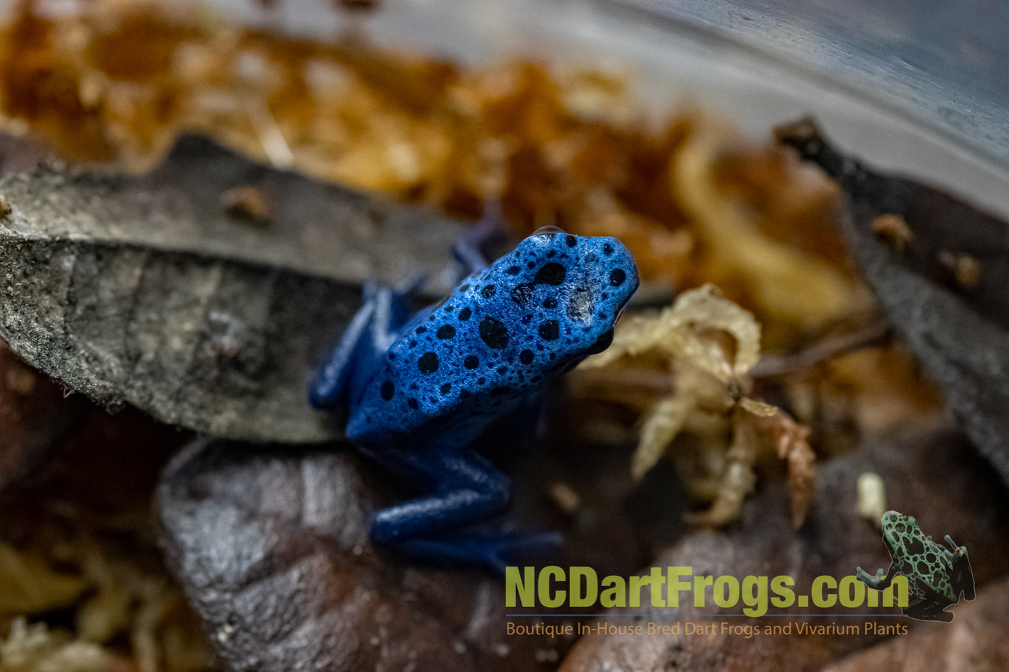 Dendrobates tinctorius "Azureus"