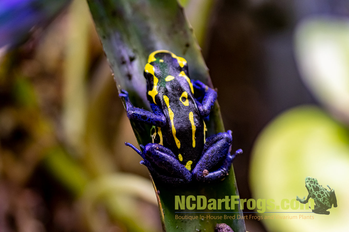 Dendrobates tinctorius "Bakhuis"