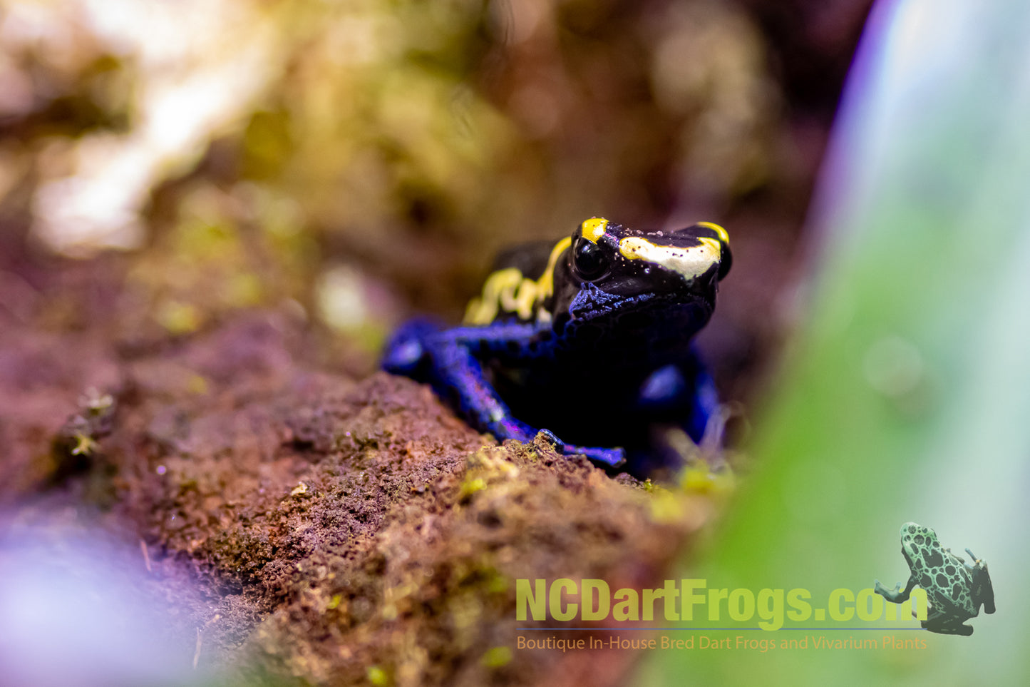 Dendrobates tinctorius "Bakhuis"