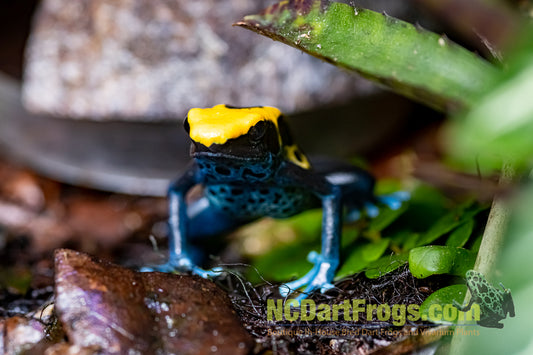 Dendrobates tinctorius "Brazilian Yellow Head"