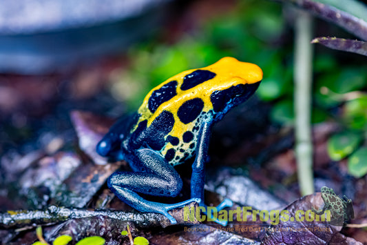 Dendrobates tinctorius "Brazilian Yellow Head"