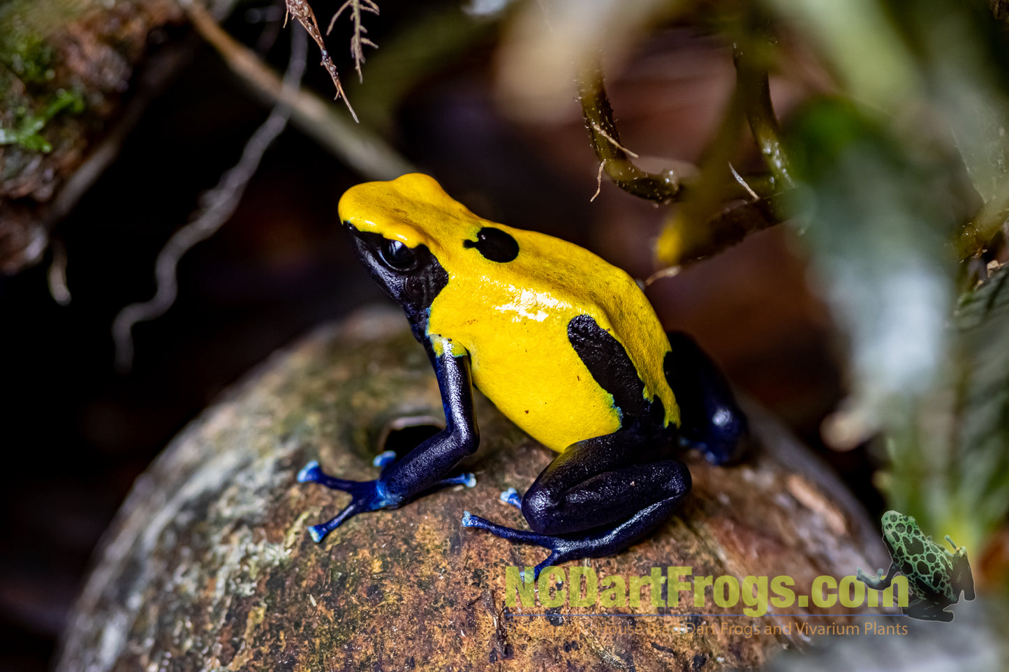 Dendrobates tinctorius "Citronella"