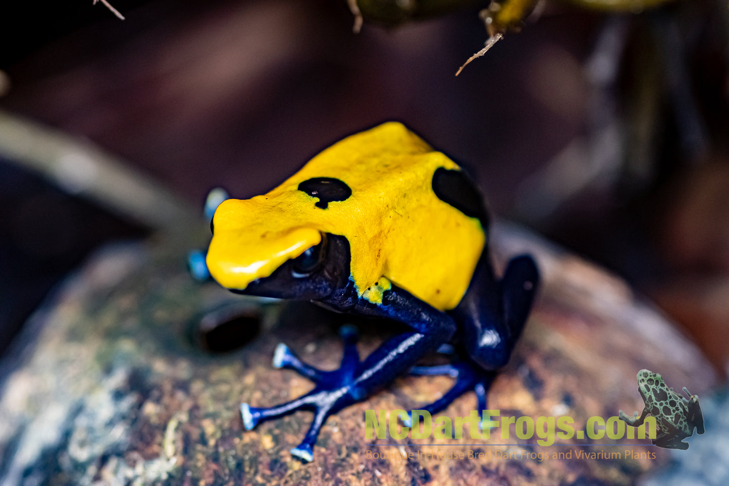 Dendrobates tinctorius "Citronella"
