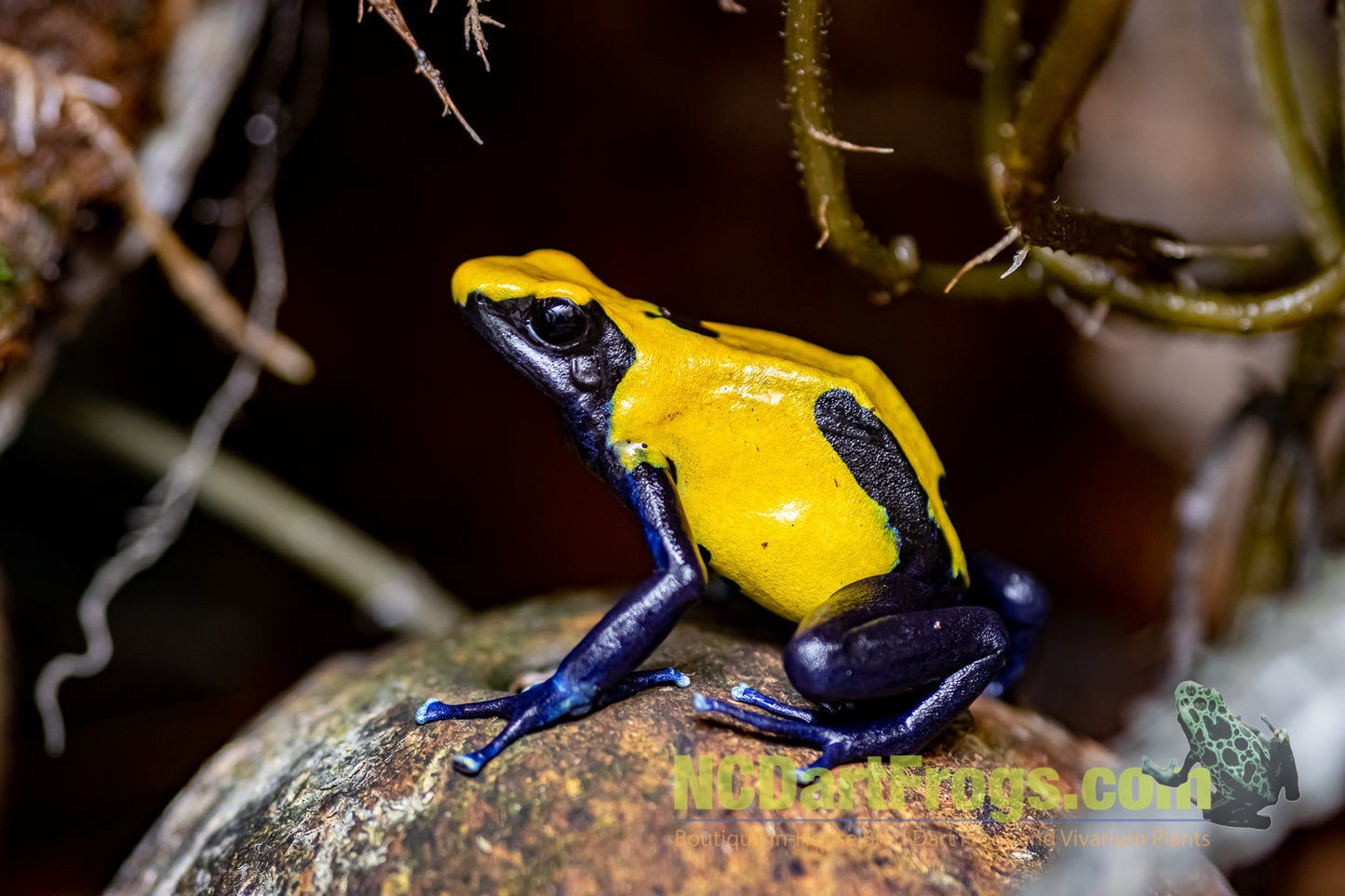 Dendrobates tinctorius "Citronella"