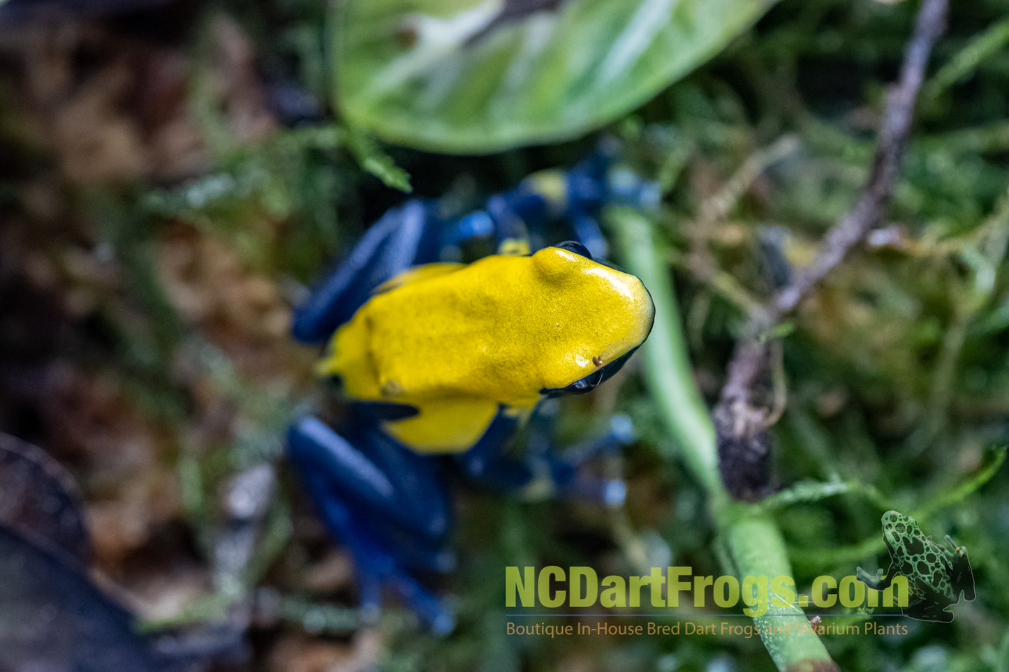 Dendrobates tinctorius "Citronella"