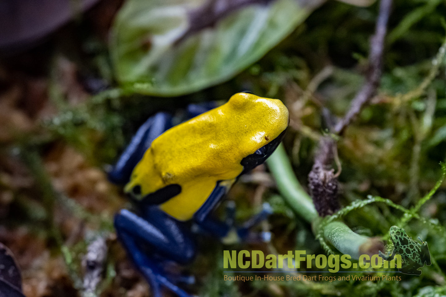 Dendrobates tinctorius "Citronella"