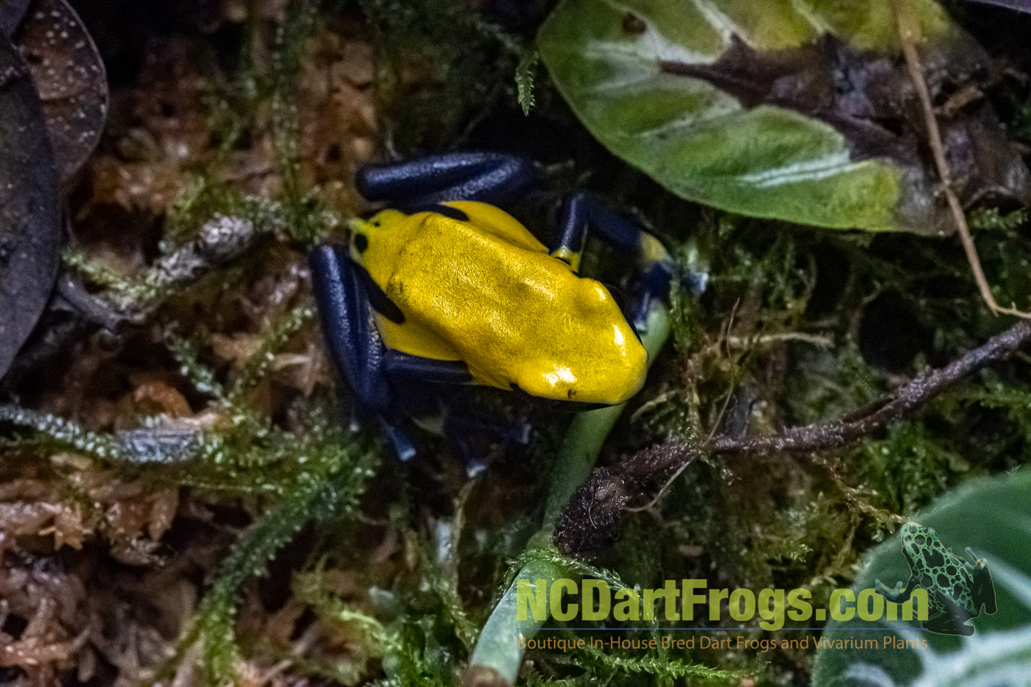 Dendrobates tinctorius "Citronella"