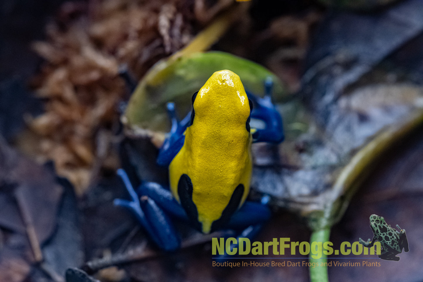 Dendrobates tinctorius "Citronella"