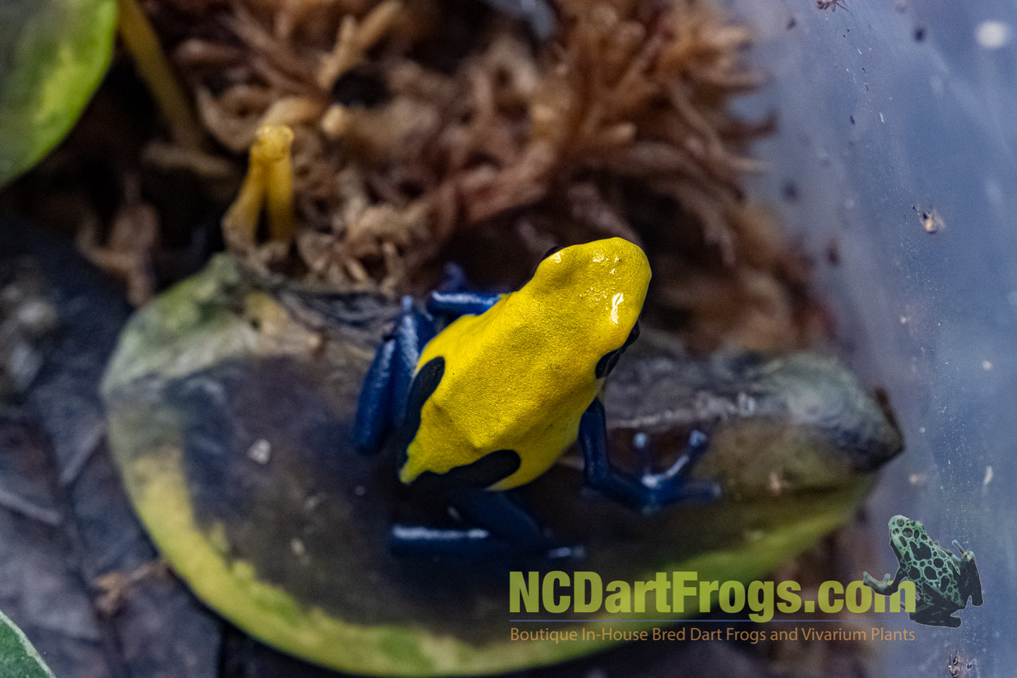 Dendrobates tinctorius "Citronella"