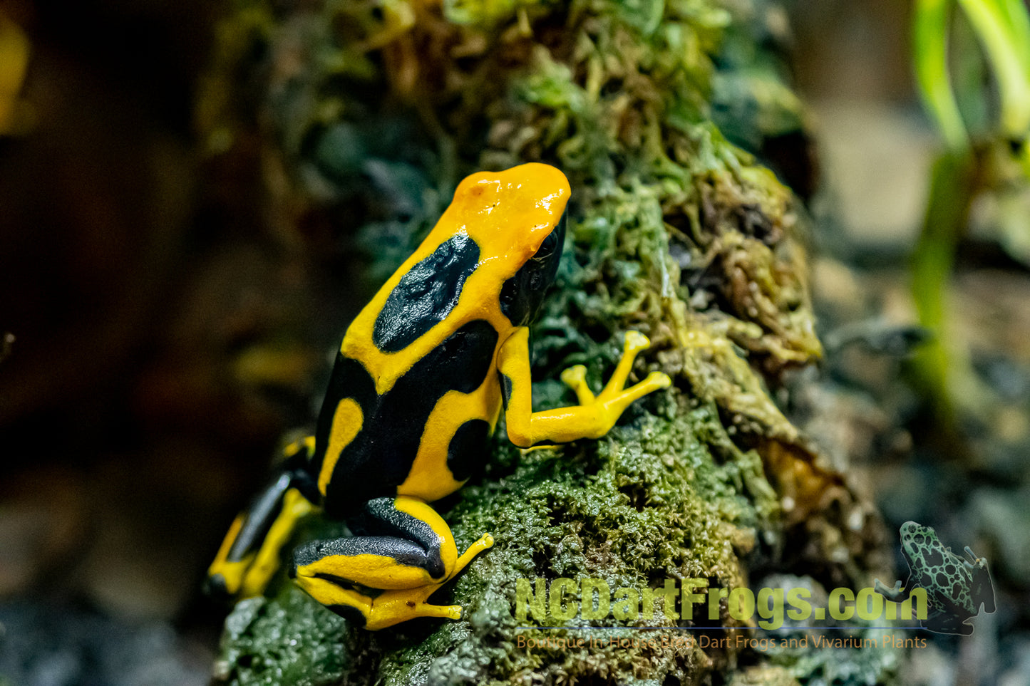 Dendrobates tinctorius "Giant Orange"