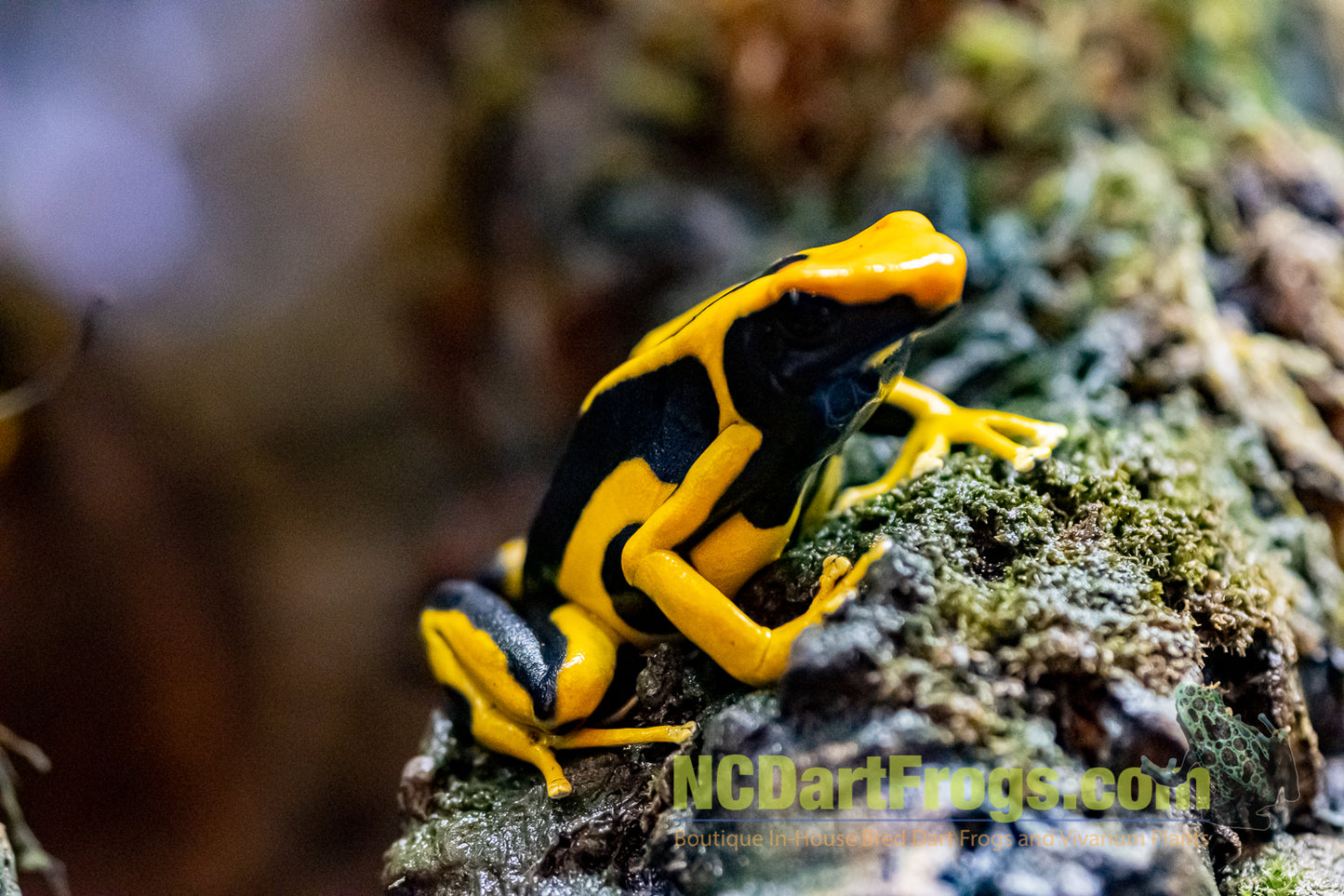 Dendrobates tinctorius "Giant Orange"