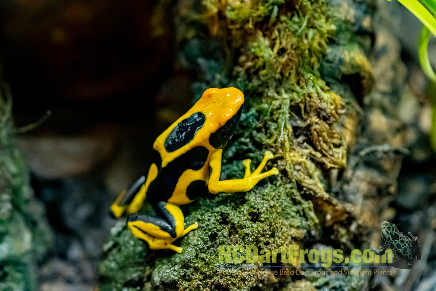 Dendrobates tinctorius "Giant Orange"