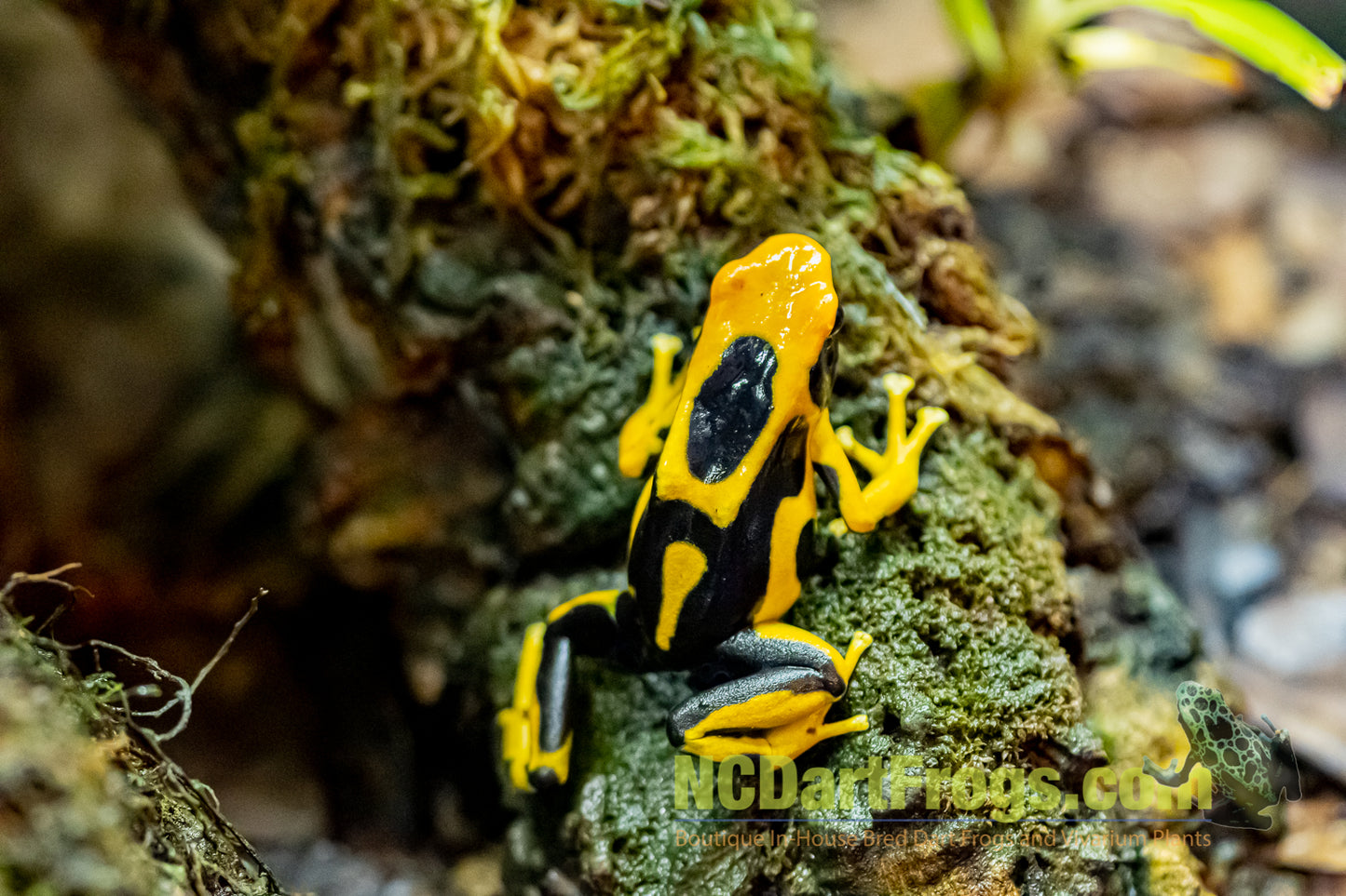 Dendrobates tinctorius "Giant Orange"
