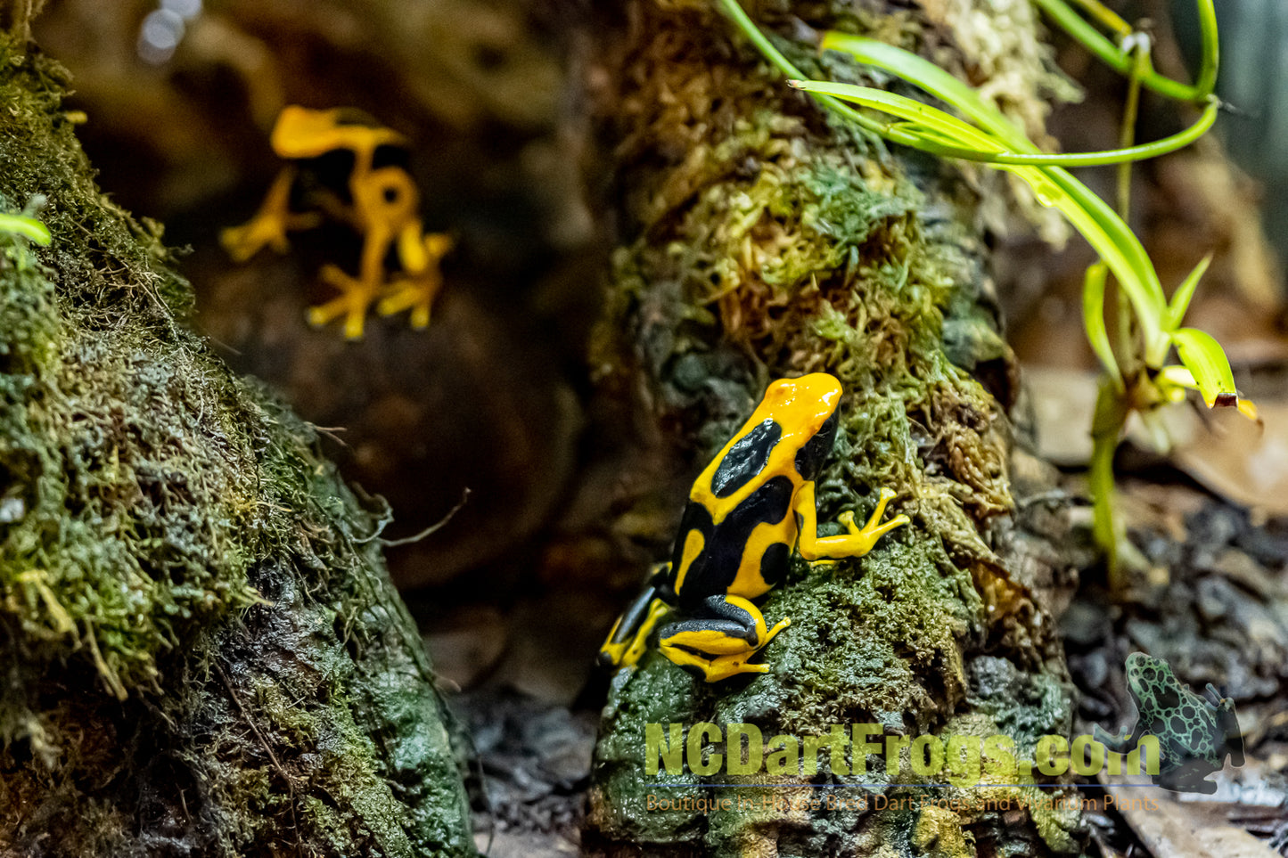 Dendrobates tinctorius "Giant Orange"